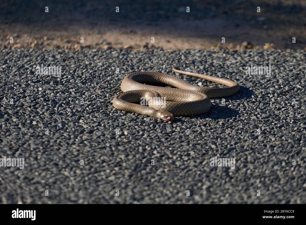 Pseudonaja textilis, le serpent brun de Pâques très toxique sur une route émergeant après l'hibernation. Banque D'Images