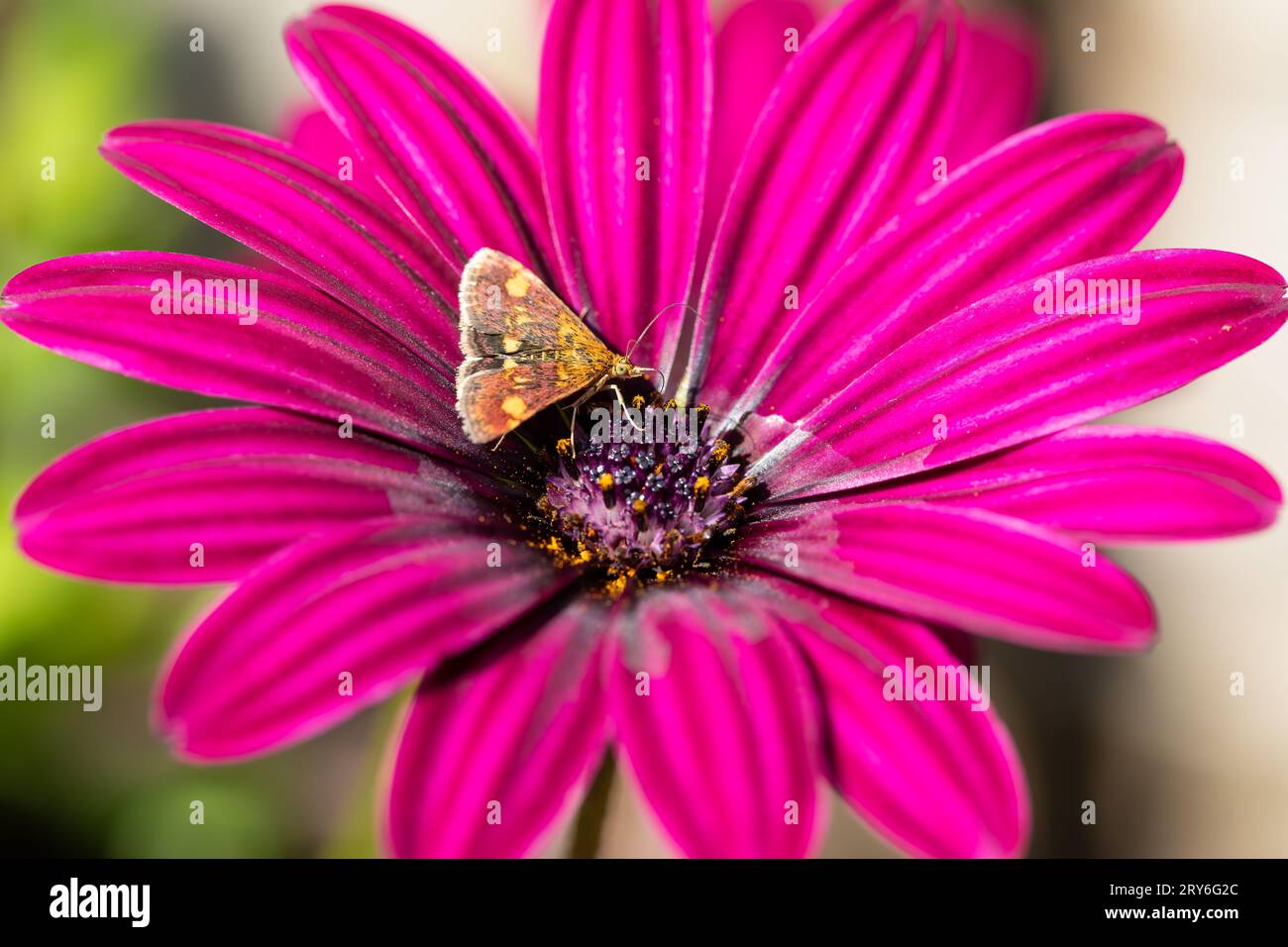 Un papillon de menthe, pyrausta aurata sur une fleur de Marguerite africaine rose foncé Banque D'Images