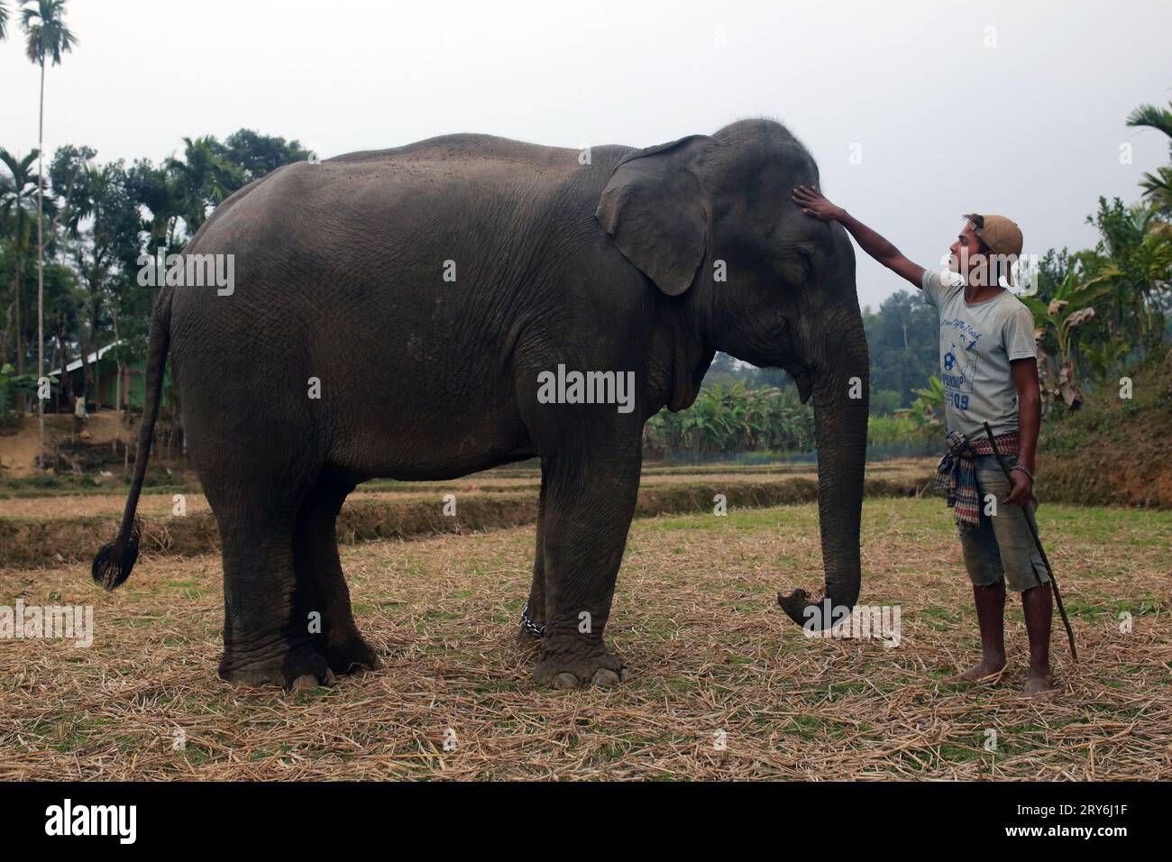 MOULVIBAZAR, BANGLADESH- 26 JANVIER 2022 : un homme s'occupe d'un éléphant pendant une période d'entraînement à Moulvibazar, Bangladesh, le 26 janvier 2022. Banque D'Images
