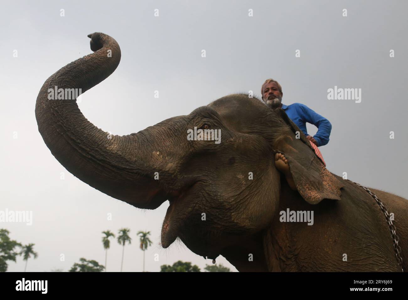 MOULVIBAZAR, BANGLADESH- 26 JANVIER 2022 : un homme s'occupe d'un éléphant pendant une période d'entraînement à Moulvibazar, Bangladesh, le 26 janvier 2022. Banque D'Images