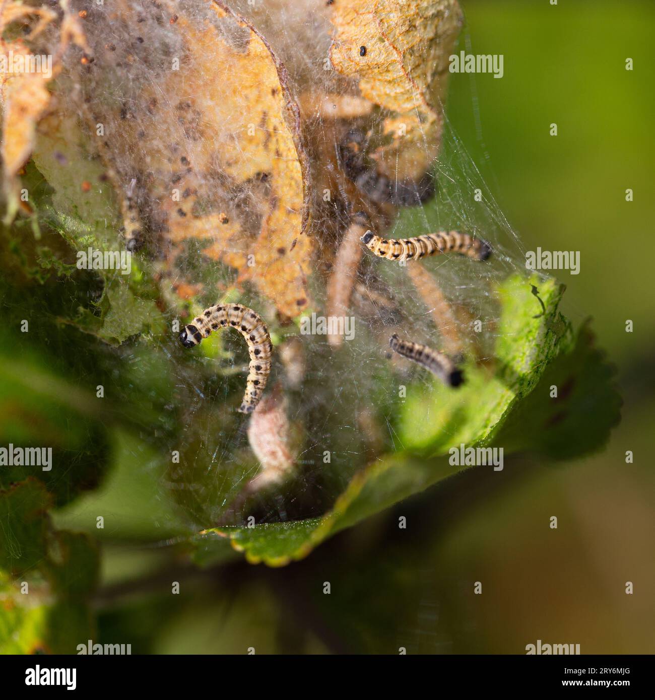 L'hermine de pommier s'est enroulée autour de la branche d'un pommier. De nombreuses chenilles sont visibles Banque D'Images