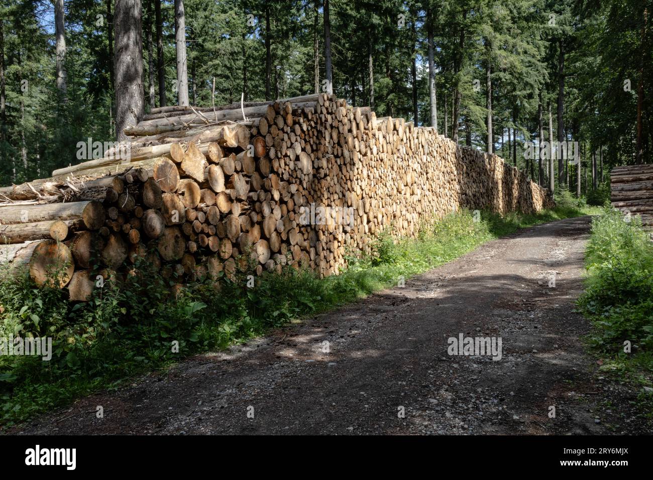 Un énorme tas de bois abattu se trouve au bord de la route dans une forêt. Banque D'Images