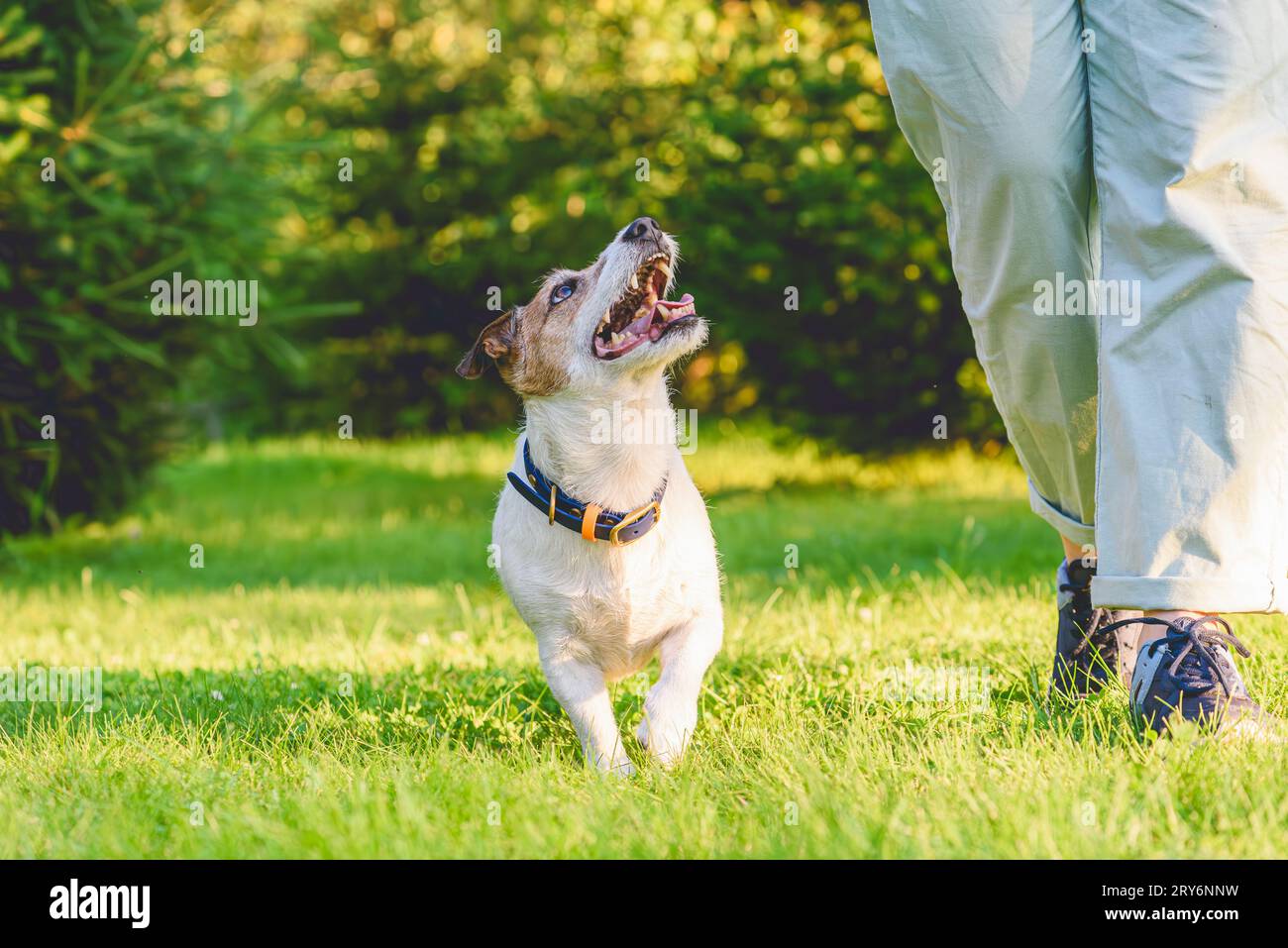 Femme avec chien bien dressé faisant la marche sur l'exercice de talon le jour d'été Banque D'Images