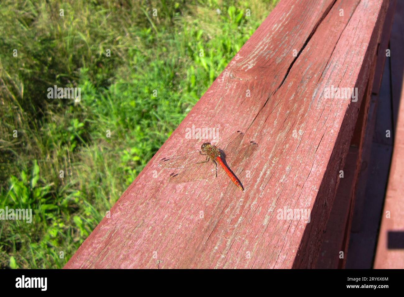 Libellule rouge sur une surface en bois par une journée ensoleillée. Protection de l'environnement. Banque D'Images