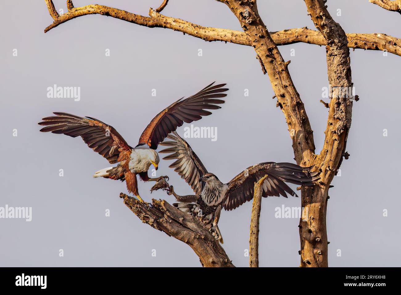 Un aigle-poisson africain adulte en Éthiopie sert son jeune poisson. Banque D'Images