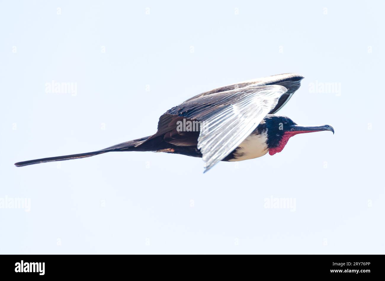 oiseau volant dans les îles galapagos Banque D'Images