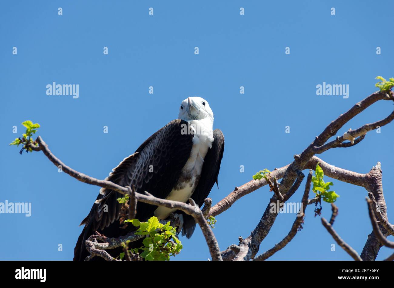 jeune oiseau de l'île des galapagos Banque D'Images