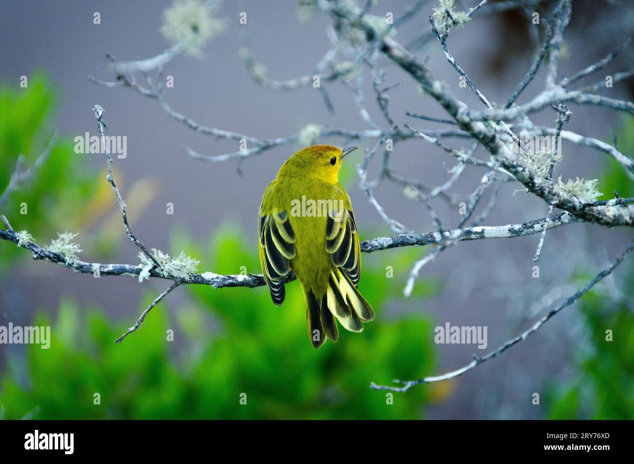 oiseau vert et jaune de l'île des galapagos Banque D'Images
