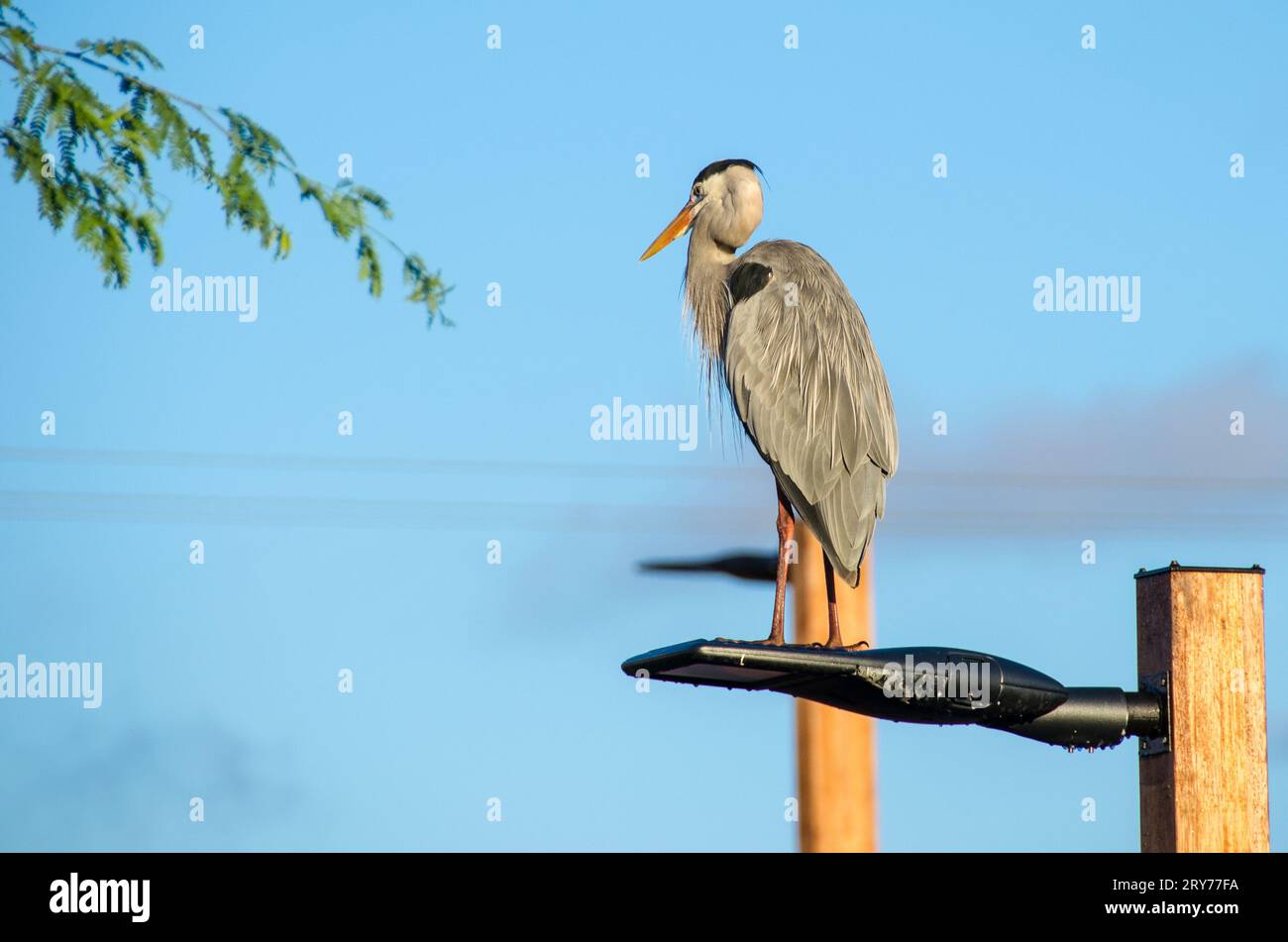 île de san cristobal, galapagos, équateur Banque D'Images
