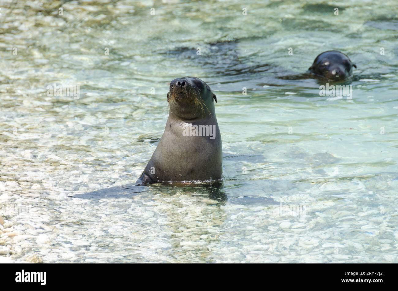 île de san cristobal, galapagos, équateur Banque D'Images