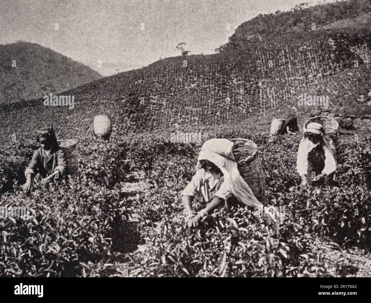 Cueillette du thé à Ceylan, vers 1937 Banque D'Images