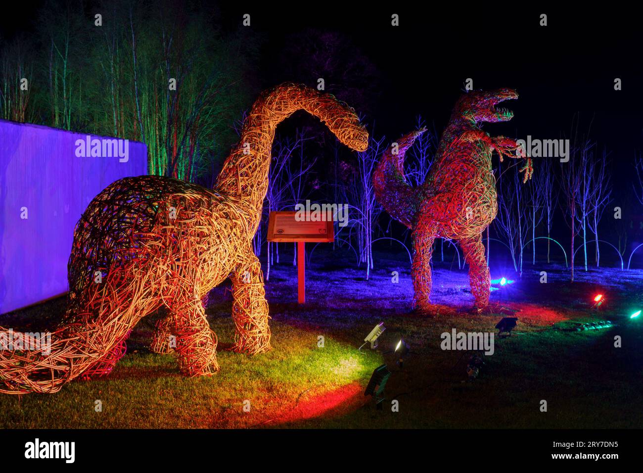 Deux dinosaures tissés en osier illuminés par Un arc-en-ciel de projecteurs colorés le long de la Glow Trail, RHS Garden, Harlow Carr, Harrogate, Angleterre, ROYAUME-UNI. Banque D'Images