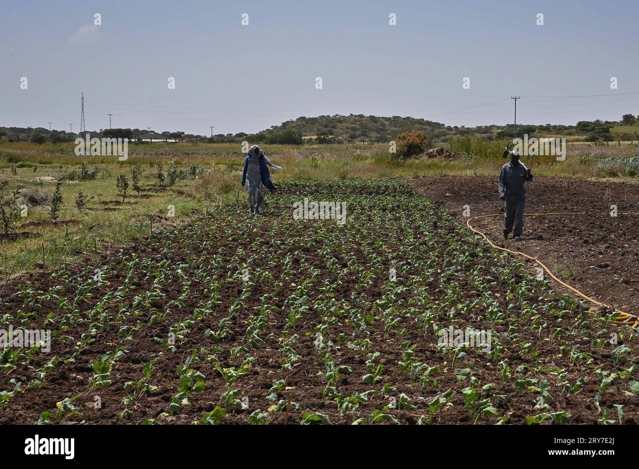 (230929) -- ASMARA, 29 septembre 2023 (Xinhua) -- des agriculteurs locaux travaillent dans un verger de démonstration d'assistance technique agricole, à Asmara, Érythrée, le 27 septembre 2023. L'agriculture est le pilier de l'économie érythréenne, avec environ les quatre cinquièmes de la population engagés dans l'agriculture et l'élevage. Cependant, le manque de variétés de cultures et la technologie agricole arriérée limitent sérieusement le développement agricole du pays. Afin de promouvoir le développement de l'industrie agricole érythréenne, le Ministère chinois de l'agriculture et des affaires rurales a envoyé trois groupes d'experts en Érythrée Banque D'Images