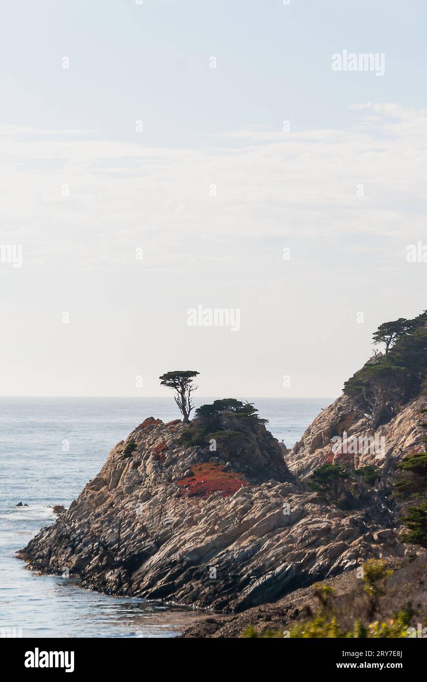 Arbre solitaire au sommet d'une falaise Banque D'Images