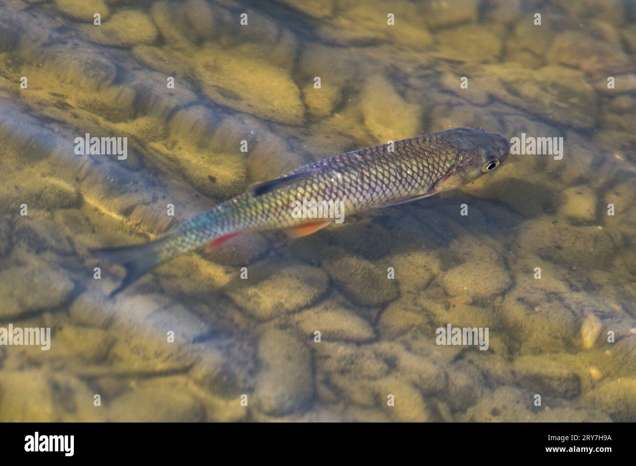 Le poisson d'eau douce Squalius cephalus aka european Chub nage dans son habitat dans le lac Kacabaja en république tchèque. Début de l'automne. Banque D'Images