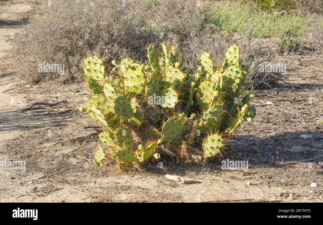 Opuntia dillenii, cactus de poire de Barbarie, Espagne. Banque D'Images