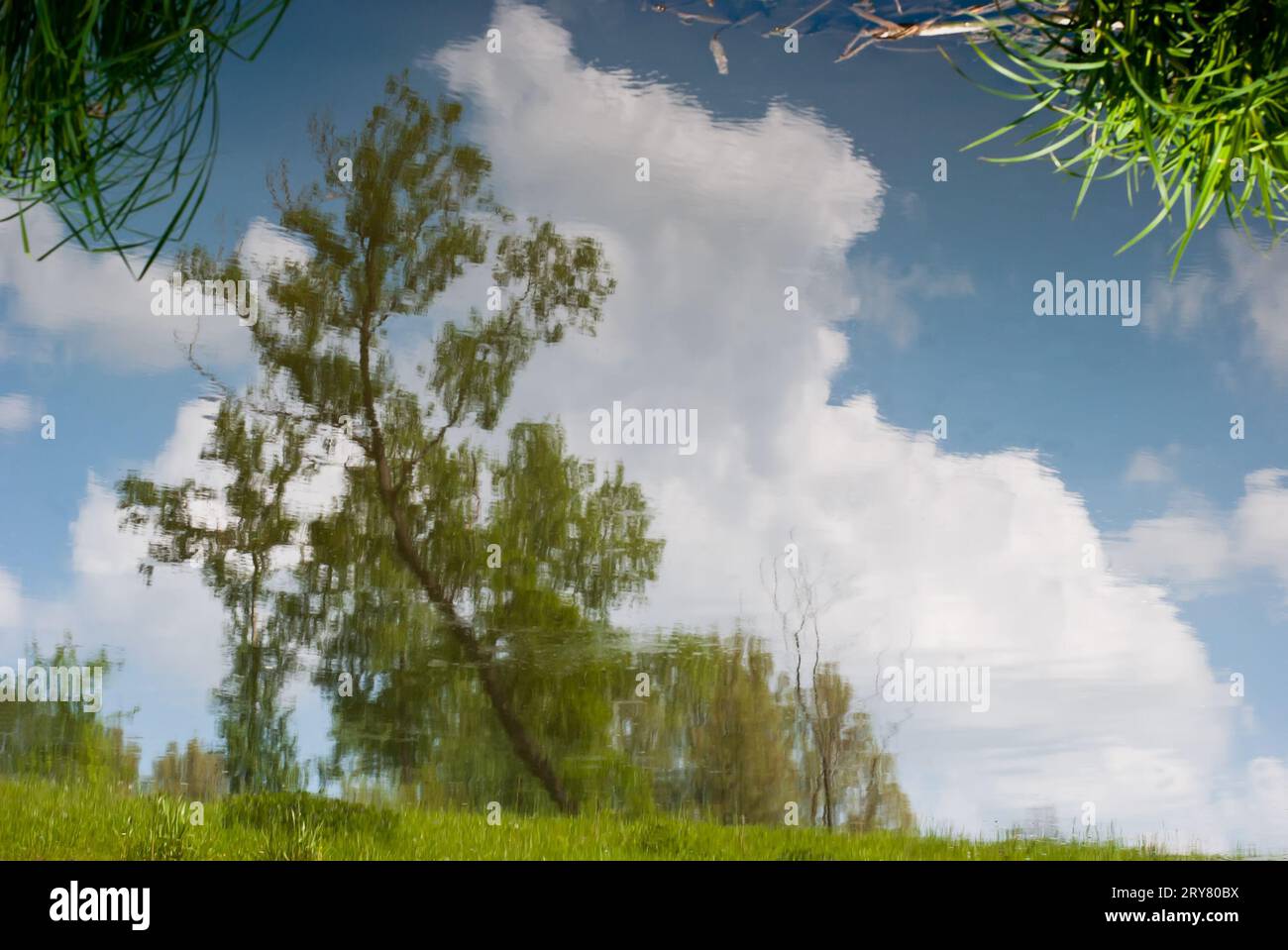 Reflet de l'arbre dans l'eau Banque D'Images