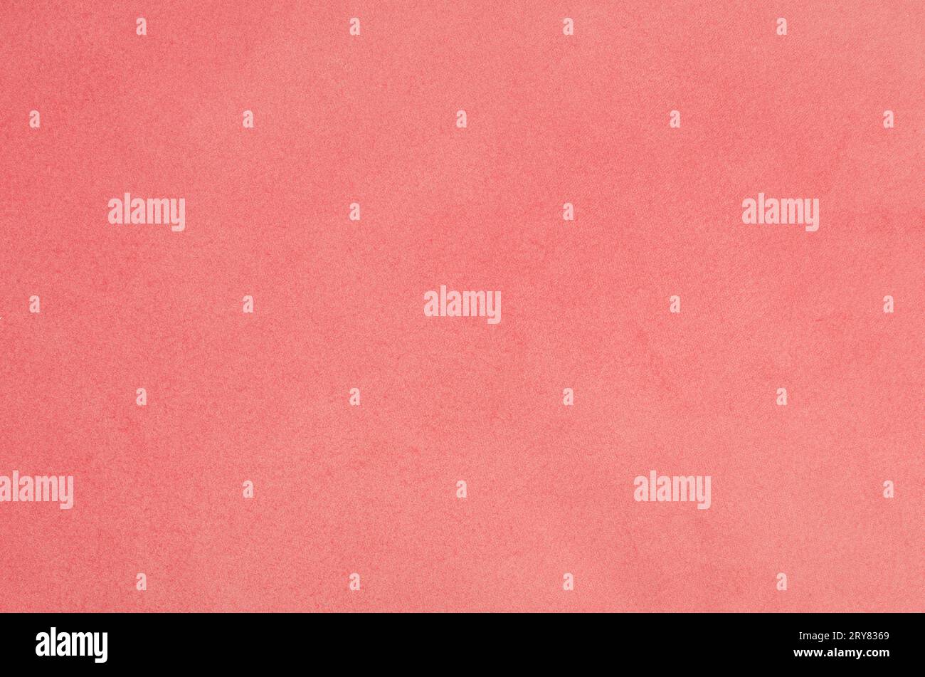 Daim rose Banque D'Images