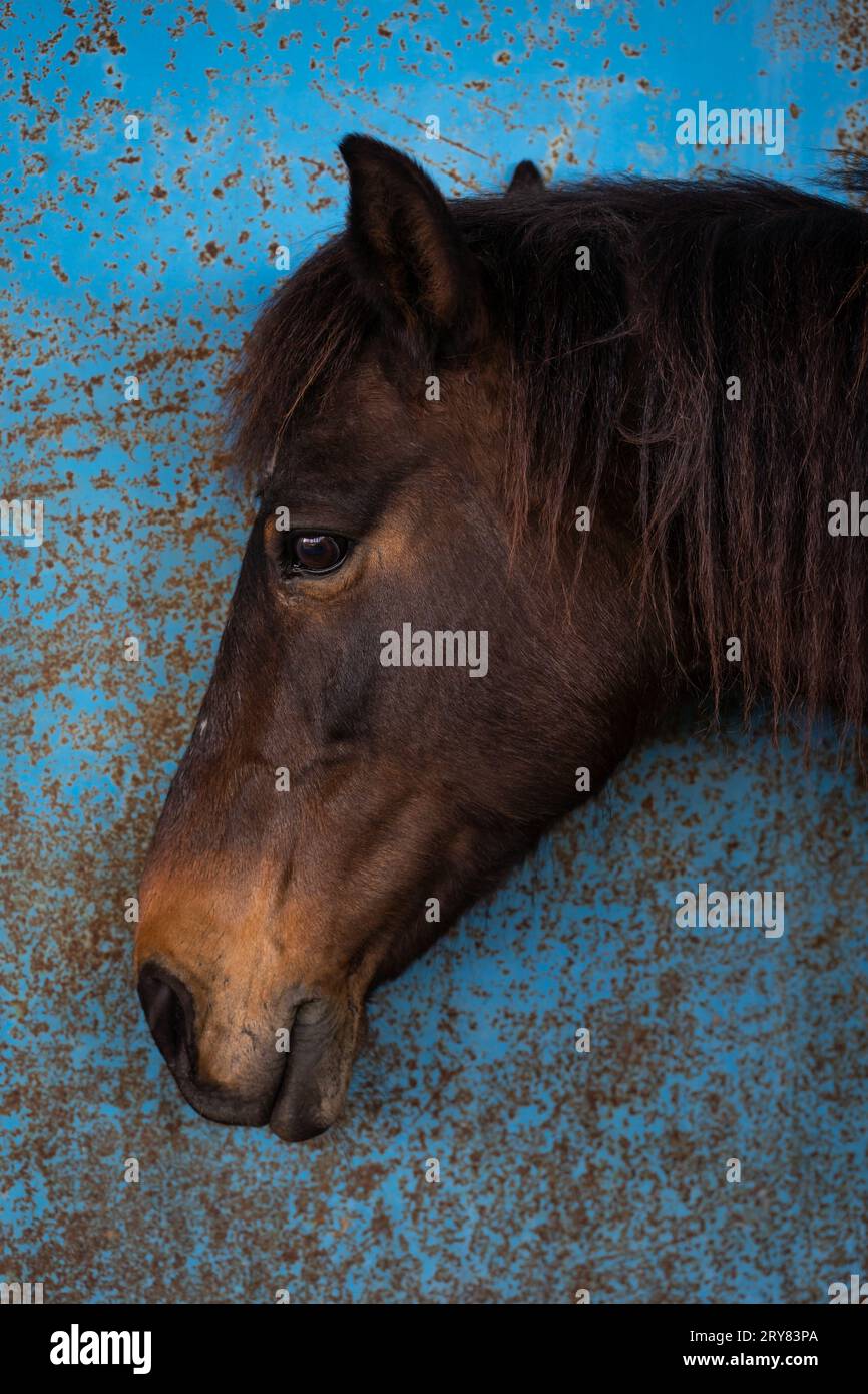 Un portrait de la tête d'une jument châtaignier, debout près d'un mur bleu usé avec une expression effrayée. Fond bleu. Banque D'Images
