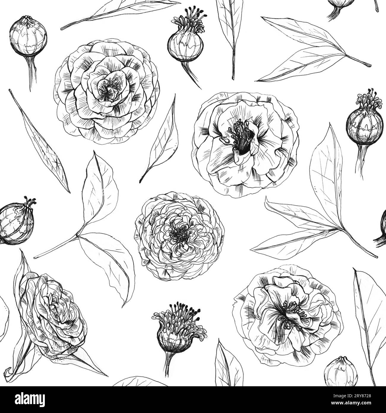 Motif vectorisé de fleurs, camélias sur fond blanc Banque D'Images