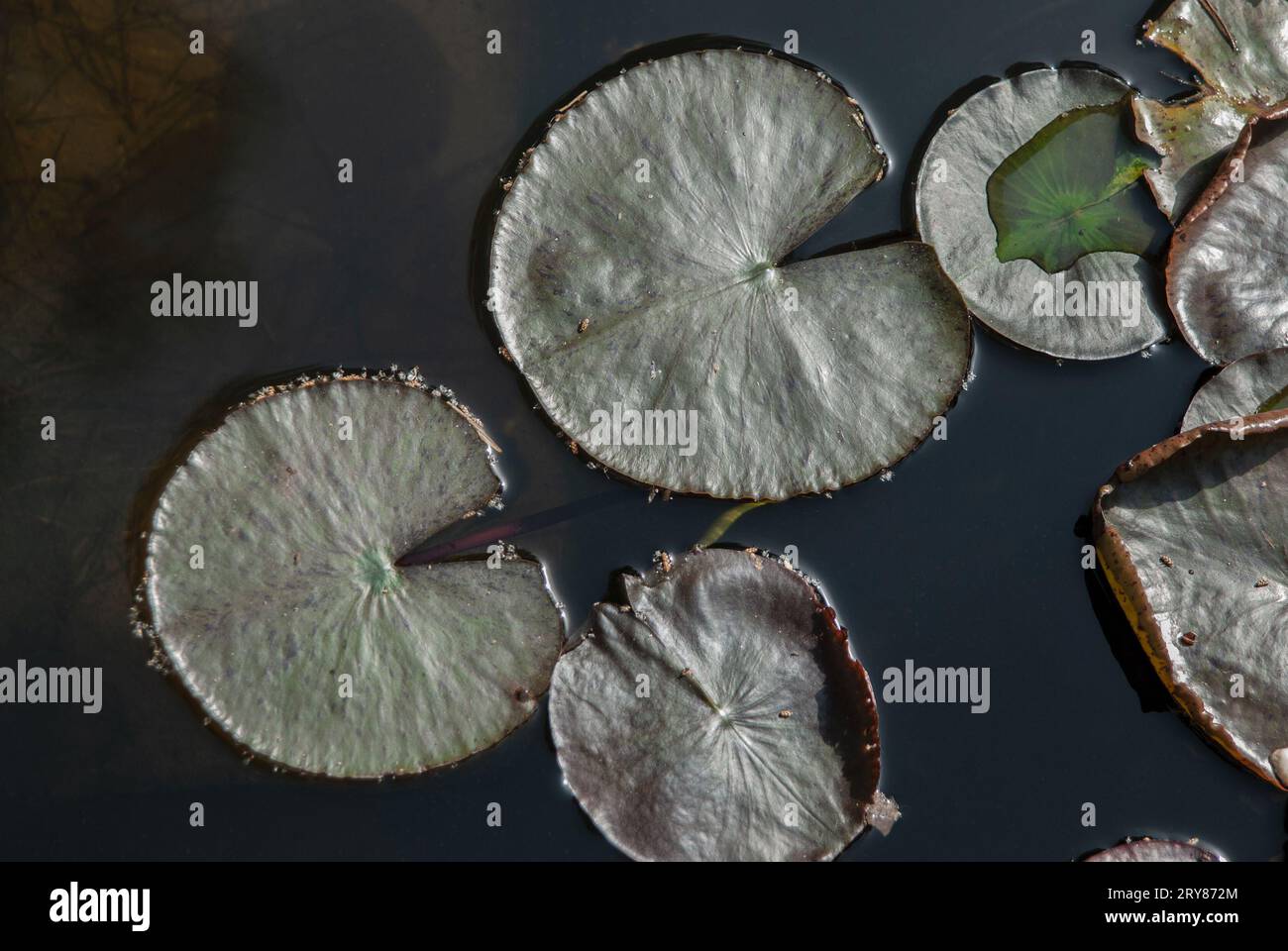 feuilles de lotus, étang de nénuphars d'ombre sombre Banque D'Images