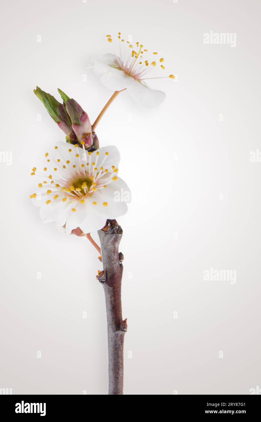 Fleur de cerisier printanière, en gros plan. Banque D'Images