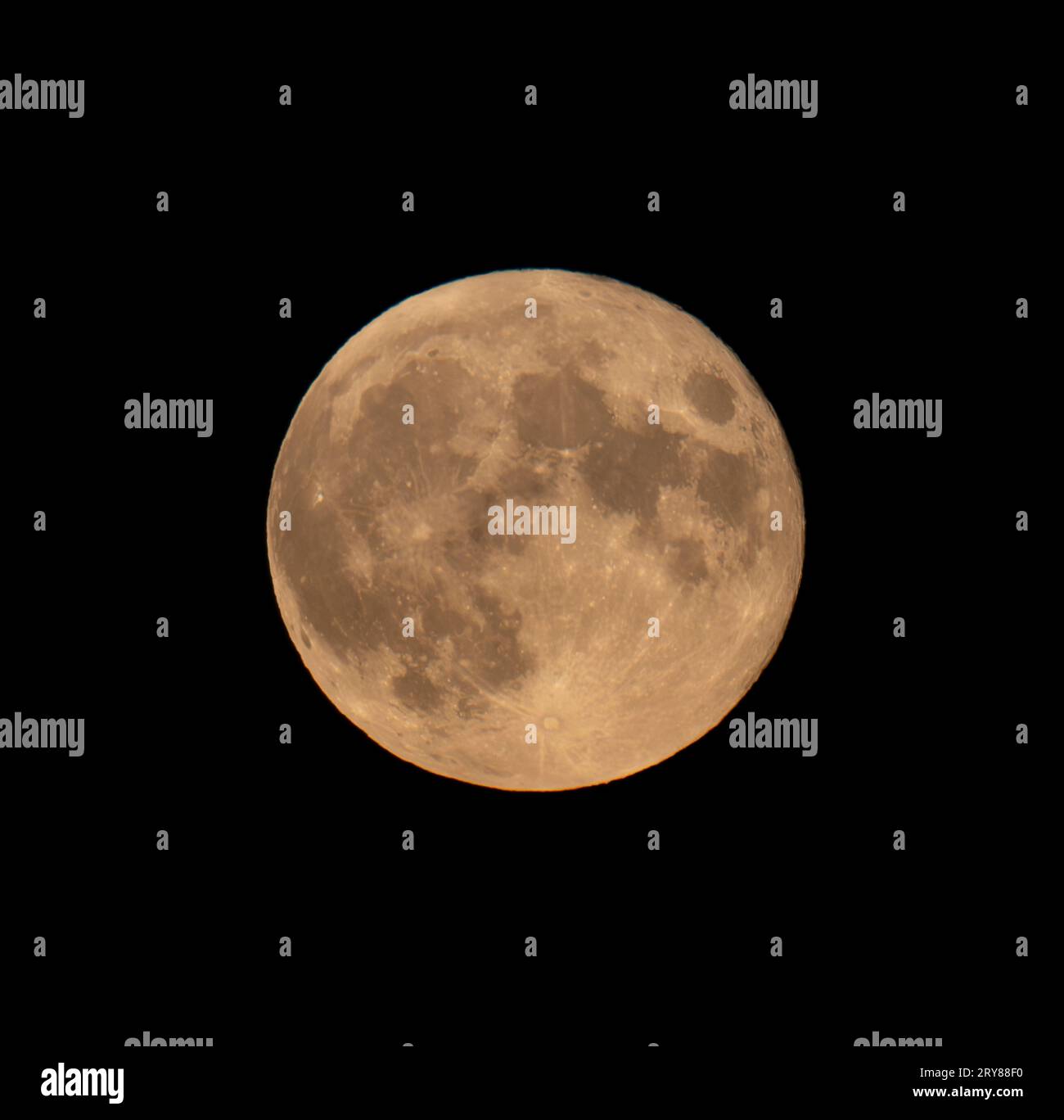 Londres, Royaume-Uni. 29 septembre 2023. La dernière superlune de l'année, une pleine lune de récolte, se levant derrière des arbres lointains. Crédit : Malcolm Park/Alamy Live News Banque D'Images