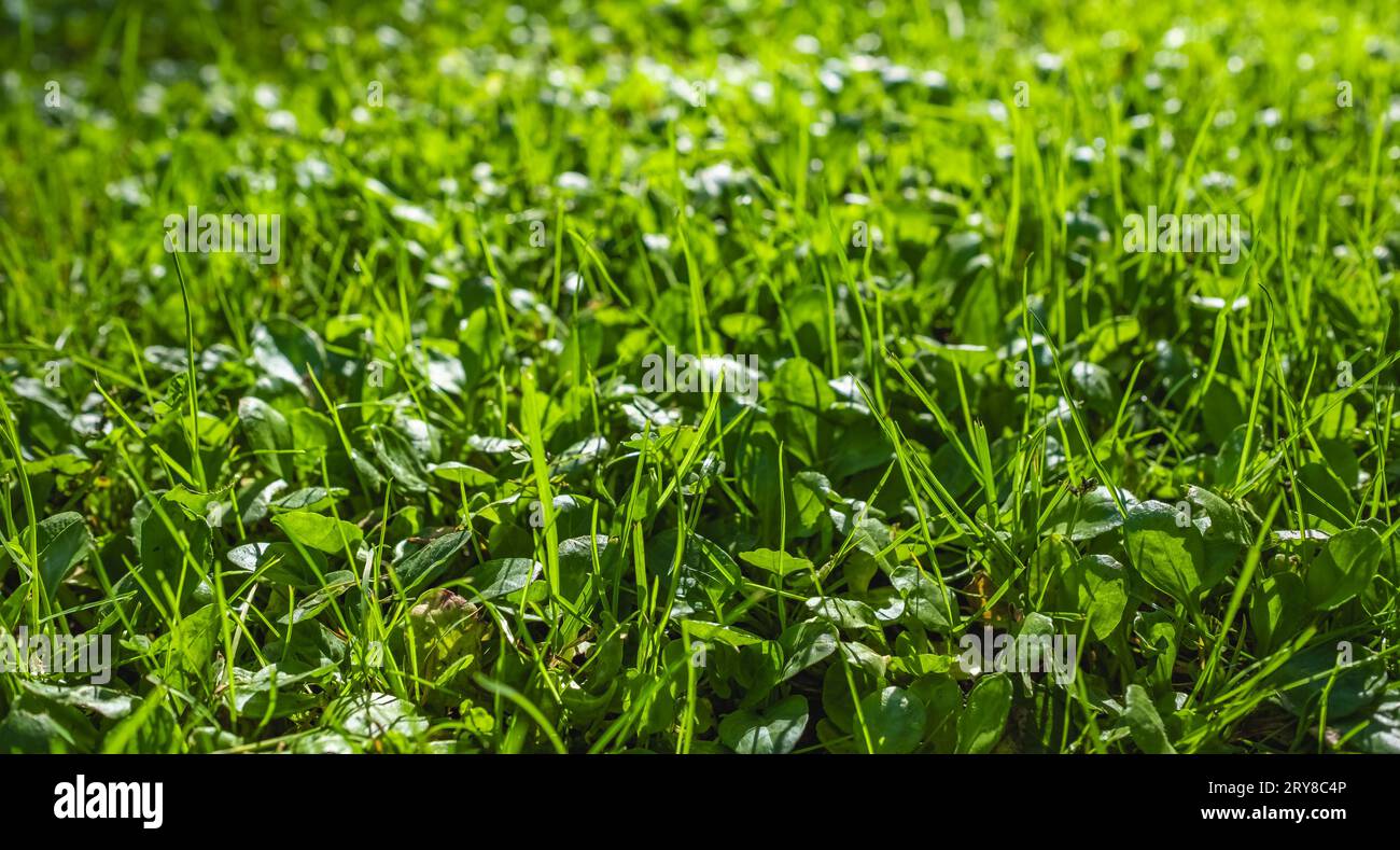 Belle photo large d'une pelouse de forêt vierge avec de l'herbe fraîche sur un fond défocalisé. Fond d'été du matin avec champ d'herbe. Gros plan de Banque D'Images