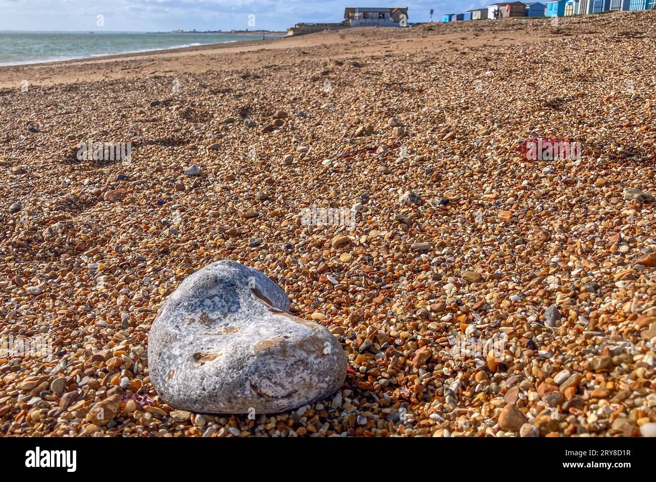 Rock niché dans une plage de galets. L'arrière-plan est la plage et le ciel bleu. Southampton, Royaume-Uni, Angleterre Banque D'Images