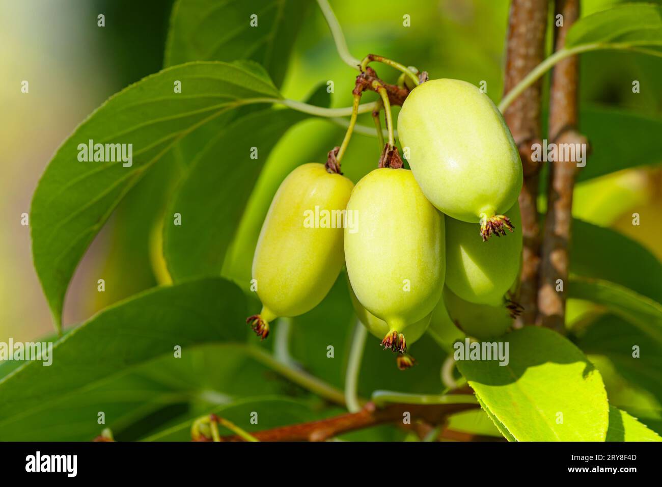 Baies actinidia sur une branche gros plan dans le jardin. Banque D'Images