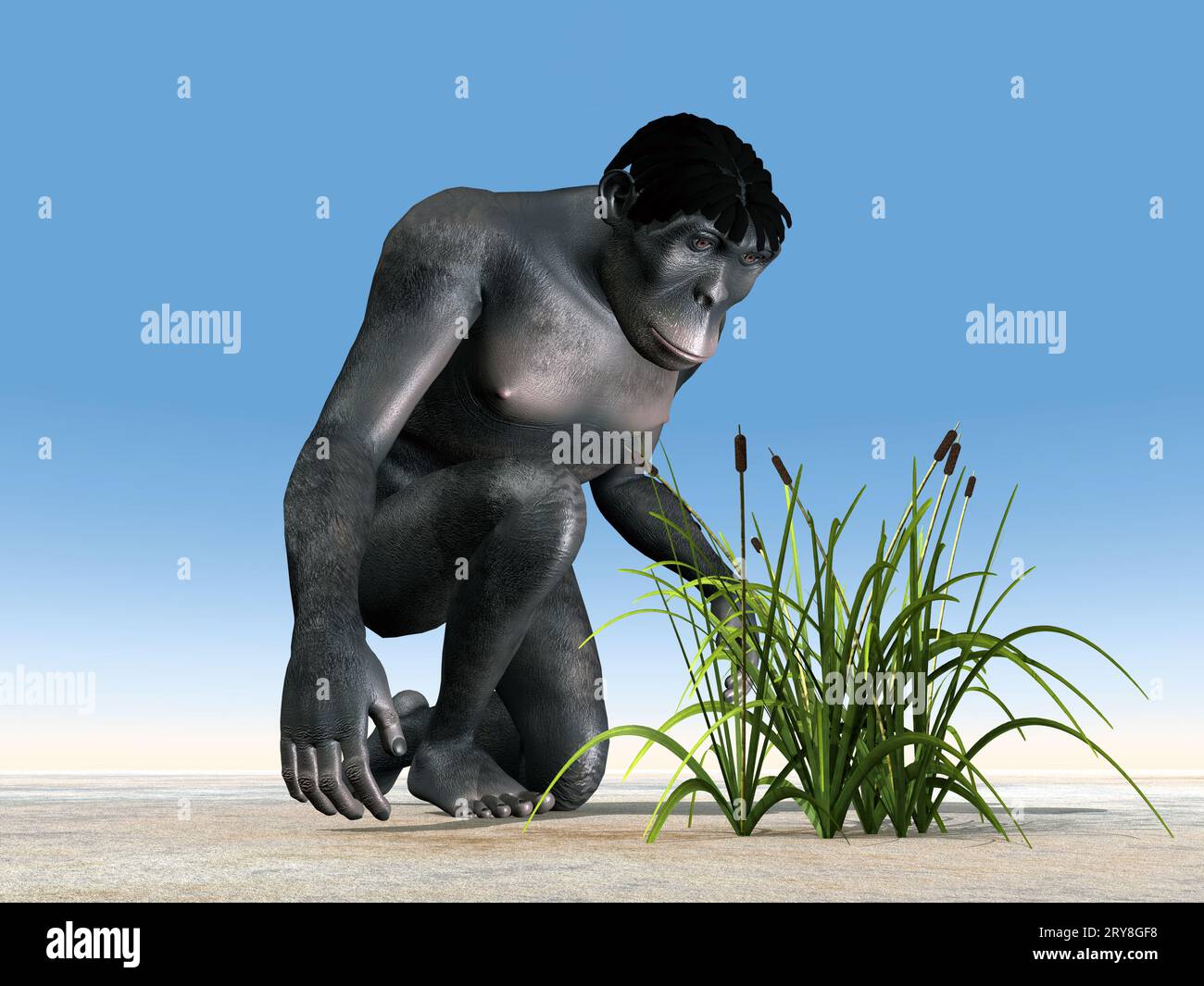 Homo Habilis - évolution humaine Banque D'Images