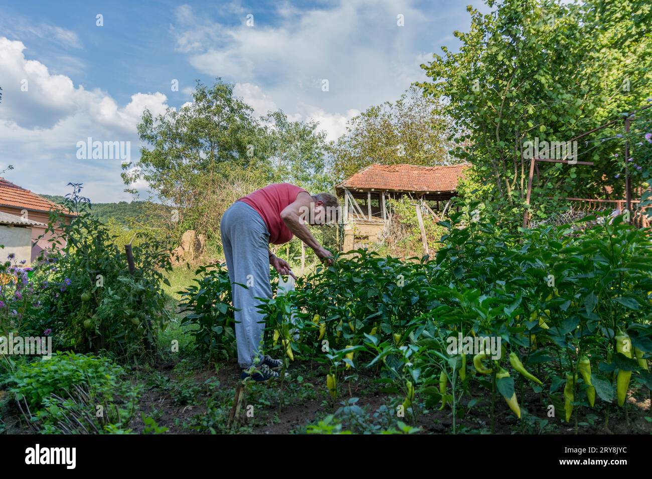 Une femme cueillant des poivrons à la main dans le jardin de campagne ensoleillé un jour d'été. Les poivrons sont cultivés de manière biologique. Concept agricole Banque D'Images