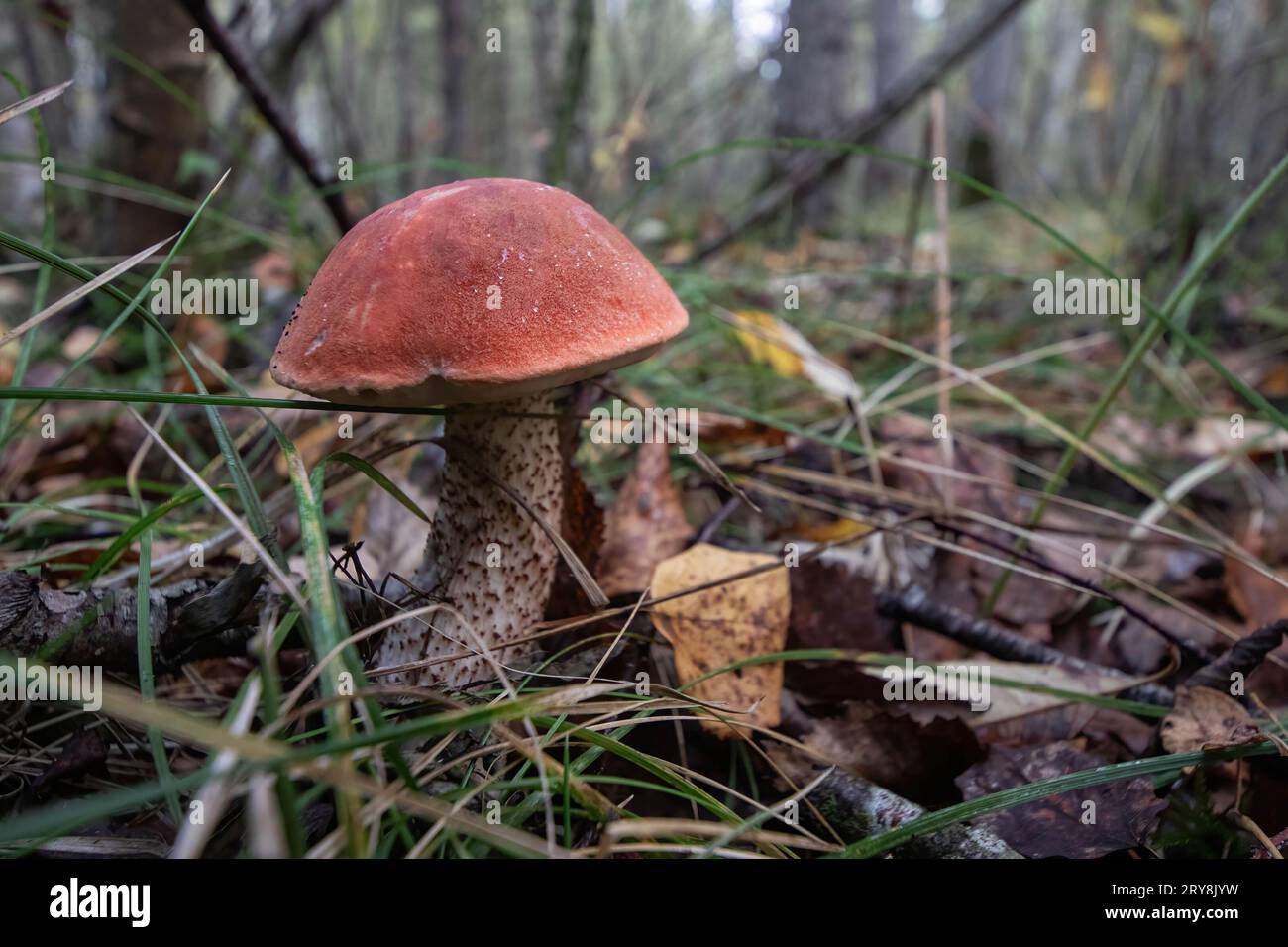 Champignon boletus à chapeau orange dans la forêt. Le président russe Vladimir Poutine a signé une loi introduisant la responsabilité pénale pour la destruction intentionnelle, la collecte illégale et le trafic de plantes et champignons particulièrement précieux énumérés dans le Livre rouge de la Fédération de Russie ou protégés par des traités internationaux de la Fédération de Russie. Les nouvelles restrictions entrent en vigueur le 1 octobre. Selon le document, la destruction intentionnelle, les dommages, ainsi que l'extraction illégale, la collecte, l'acquisition, le stockage, le transport, l'expédition ou la vente de plantes et de champignons Red Book sera Banque D'Images