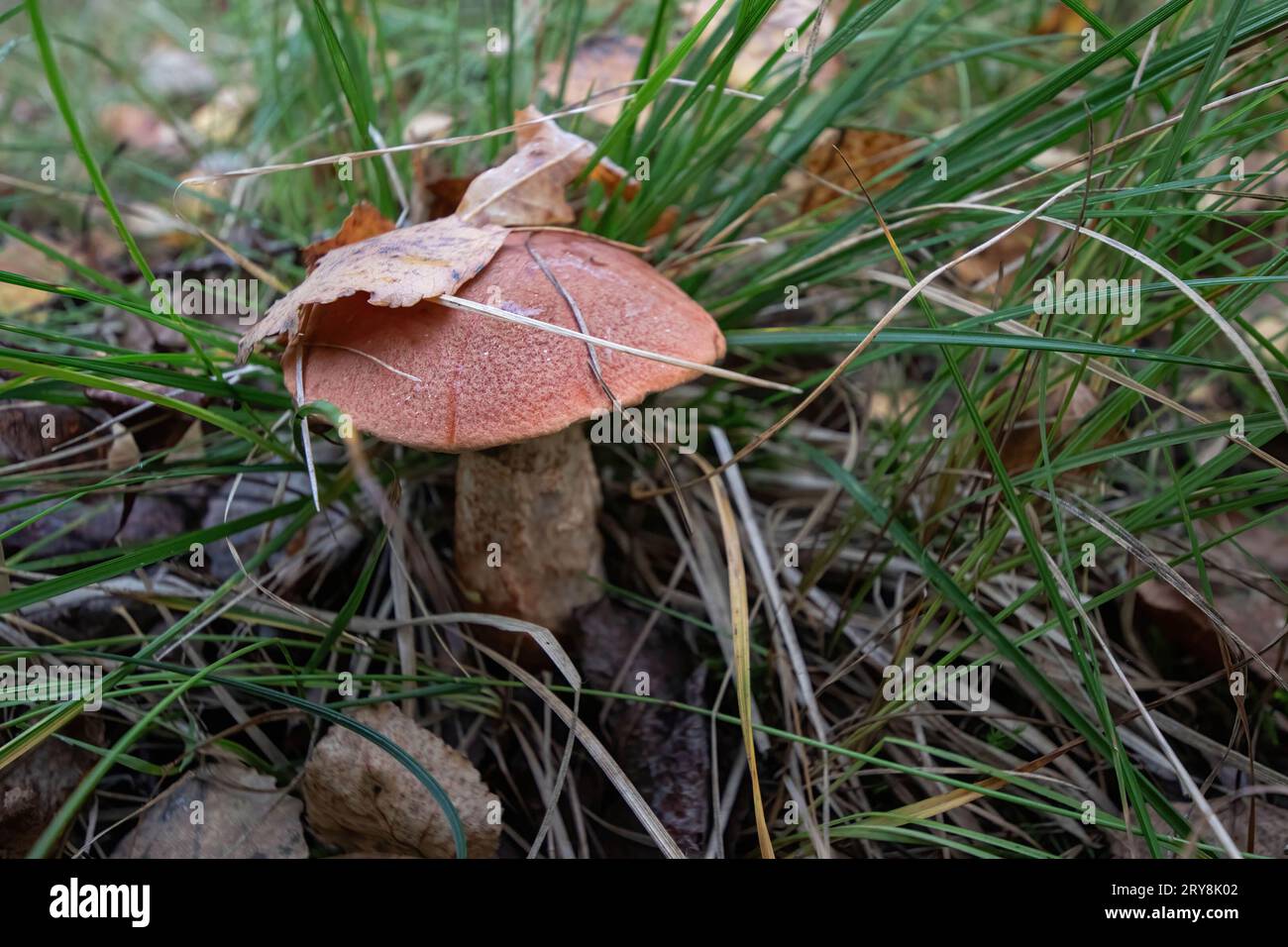 Champignon boletus à chapeau orange dans la forêt. Le président russe Vladimir Poutine a signé une loi introduisant la responsabilité pénale pour la destruction intentionnelle, la collecte illégale et le trafic de plantes et champignons particulièrement précieux énumérés dans le Livre rouge de la Fédération de Russie ou protégés par des traités internationaux de la Fédération de Russie. Les nouvelles restrictions entrent en vigueur le 1 octobre. Selon le document, la destruction intentionnelle, les dommages, ainsi que l'extraction illégale, la collecte, l'acquisition, le stockage, le transport, l'expédition ou la vente de plantes et de champignons Red Book sera Banque D'Images