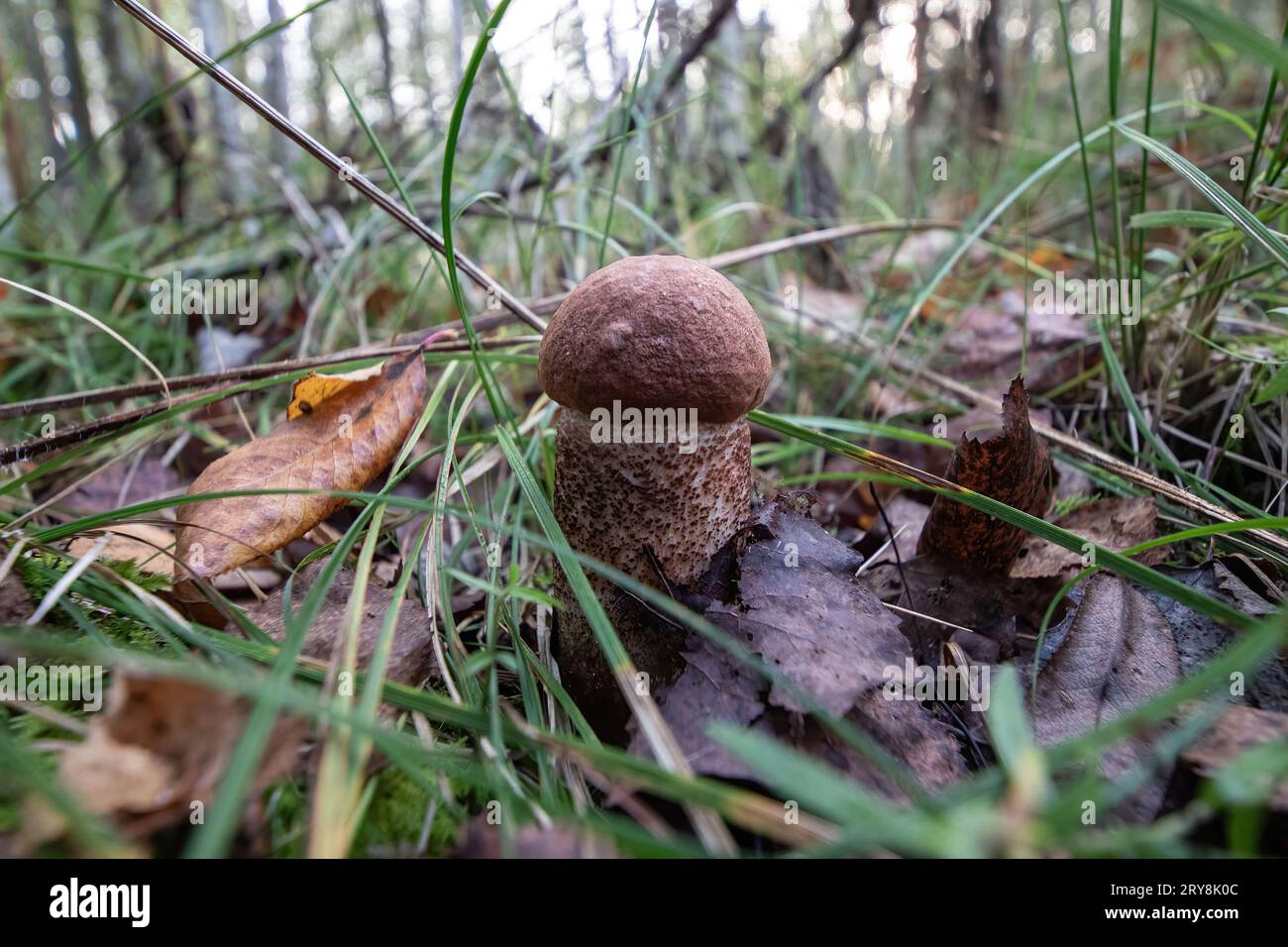 Champignon boletus à chapeau orange dans la forêt. Le président russe Vladimir Poutine a signé une loi introduisant la responsabilité pénale pour la destruction intentionnelle, la collecte illégale et le trafic de plantes et champignons particulièrement précieux énumérés dans le Livre rouge de la Fédération de Russie ou protégés par des traités internationaux de la Fédération de Russie. Les nouvelles restrictions entrent en vigueur le 1 octobre. Selon le document, la destruction intentionnelle, les dommages, ainsi que l'extraction illégale, la collecte, l'acquisition, le stockage, le transport, l'expédition ou la vente de plantes et de champignons Red Book sera Banque D'Images
