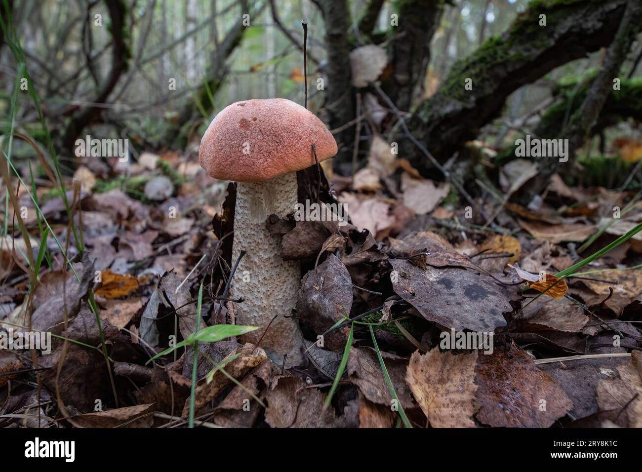 Champignon boletus à chapeau orange dans la forêt. Le président russe Vladimir Poutine a signé une loi introduisant la responsabilité pénale pour la destruction intentionnelle, la collecte illégale et le trafic de plantes et champignons particulièrement précieux énumérés dans le Livre rouge de la Fédération de Russie ou protégés par des traités internationaux de la Fédération de Russie. Les nouvelles restrictions entrent en vigueur le 1 octobre. Selon le document, la destruction intentionnelle, les dommages, ainsi que l'extraction illégale, la collecte, l'acquisition, le stockage, le transport, l'expédition ou la vente de plantes et de champignons Red Book sera Banque D'Images