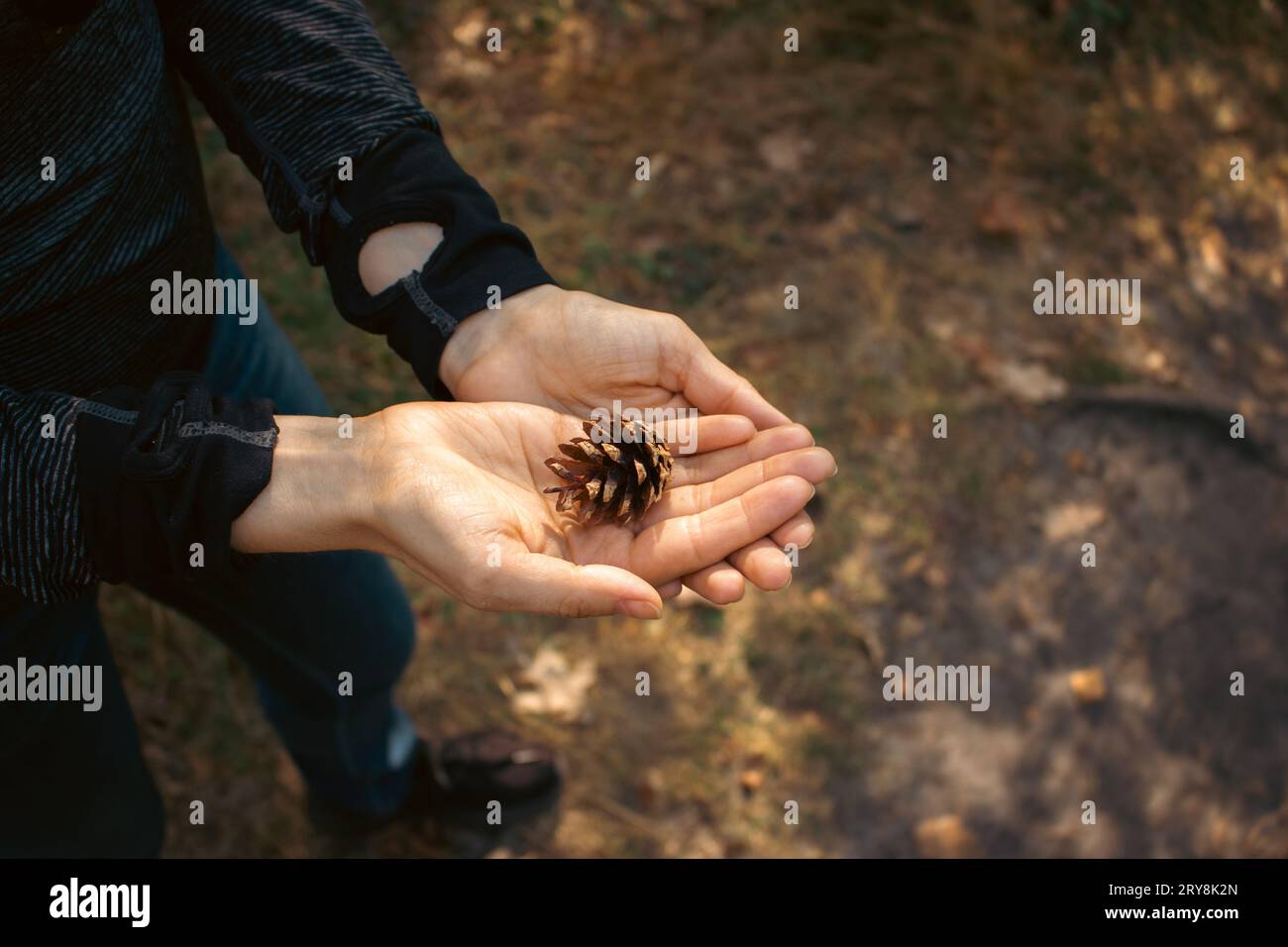 Pomme de pin à mains ouvertes. Conservation de la nature. Cône dans les mains de paume ouvertes à la lumière du soleil. Beauté dans la nature. Décoration naturelle. Femme tenant la pomme de pin dans la main Banque D'Images
