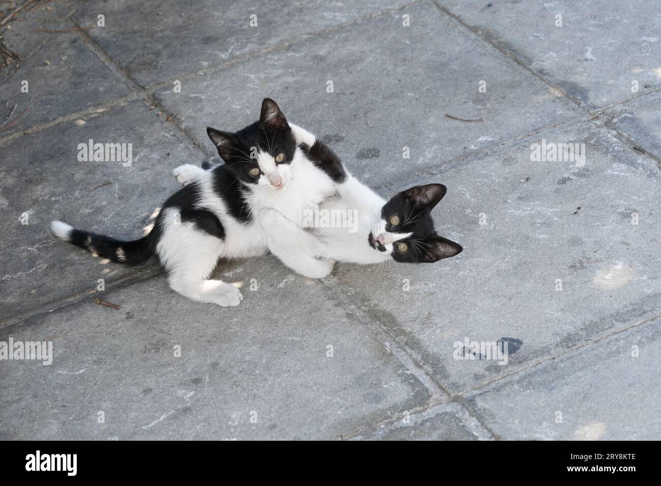 Deux chatons noirs et blancs jouent sur le trottoir. Banque D'Images