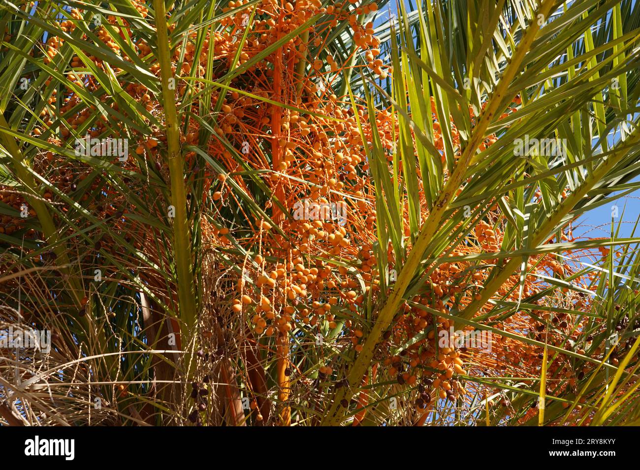 Palmier dattier, en latin appelé Phoenix dactylifera montrant une découpe de la couronne avec quelques feuilles et des détails sur des grappes de fruits dattiers. Banque D'Images