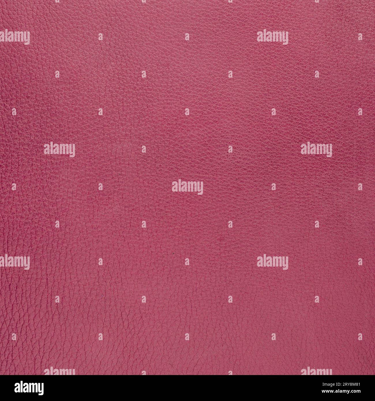 Daim rose Banque D'Images