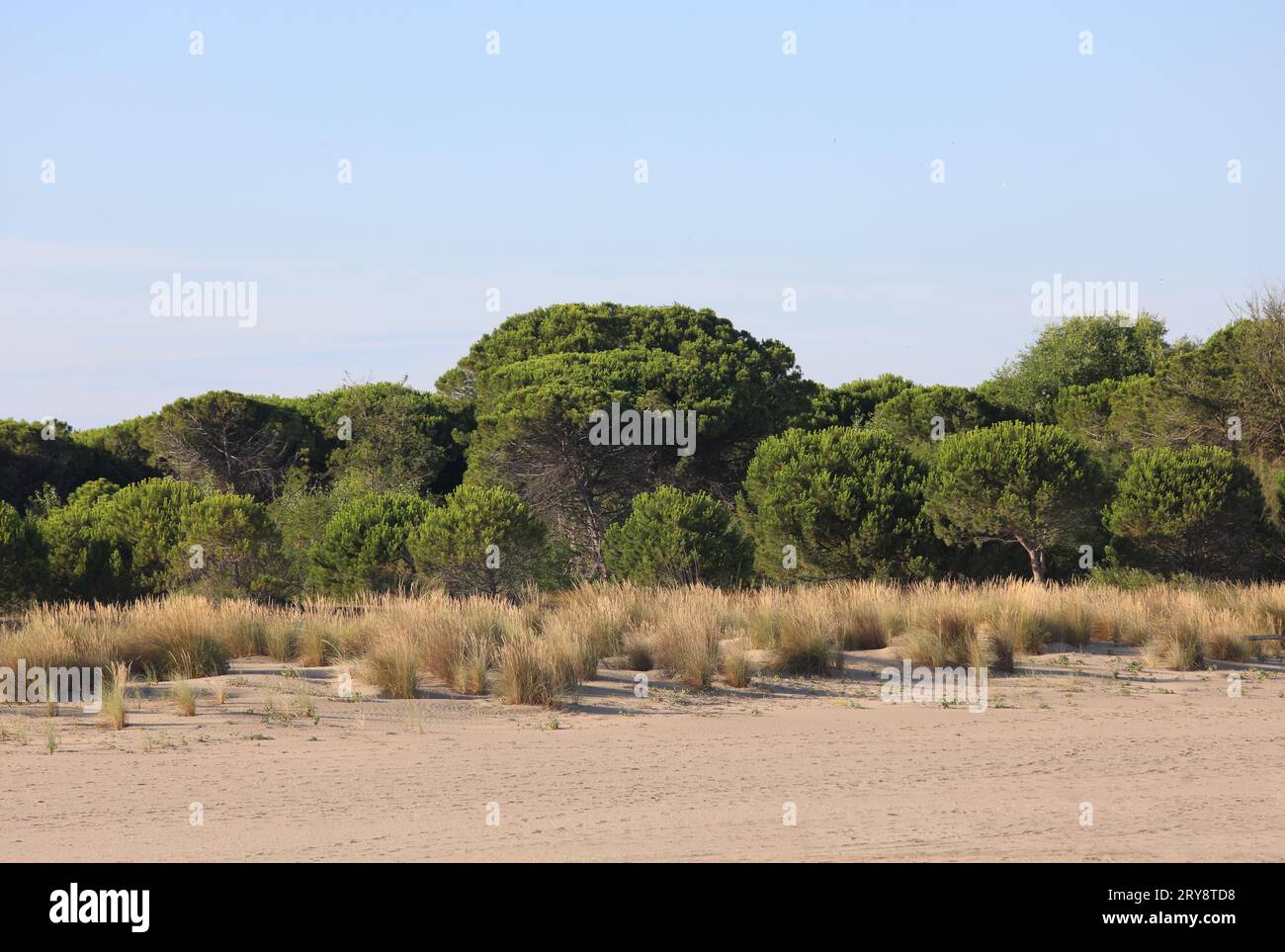 Environnement sauvage avec des arbustes et du sable typique de la région sud-européenne appelée maquis méditerranéen Banque D'Images