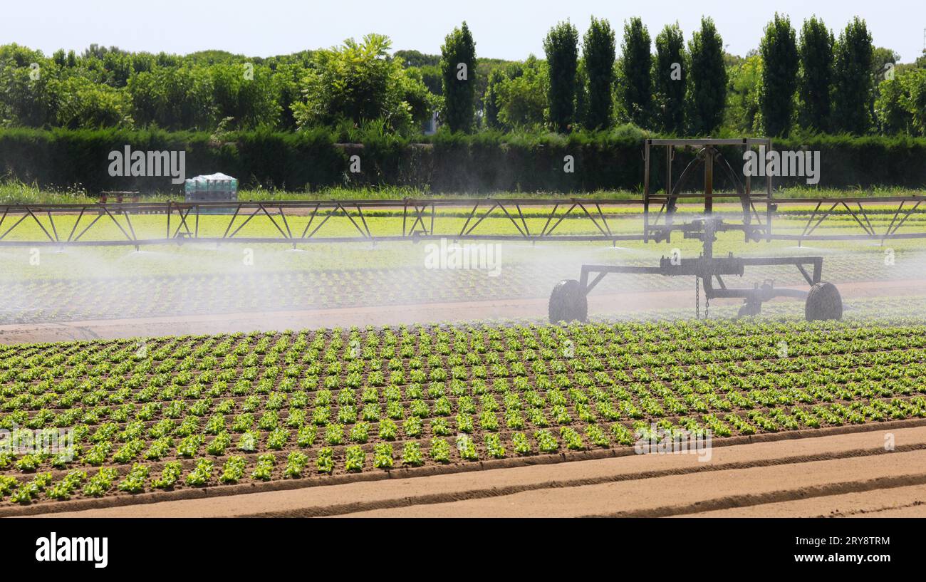 système d'irrigation industriel avec saupoudrages en action en saison estivale et laitue fraîche Banque D'Images