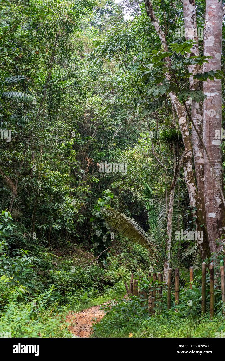 Forêt tropicale amazonienne dans le Tingo Maria, région de Huanuco, Perú. Banque D'Images