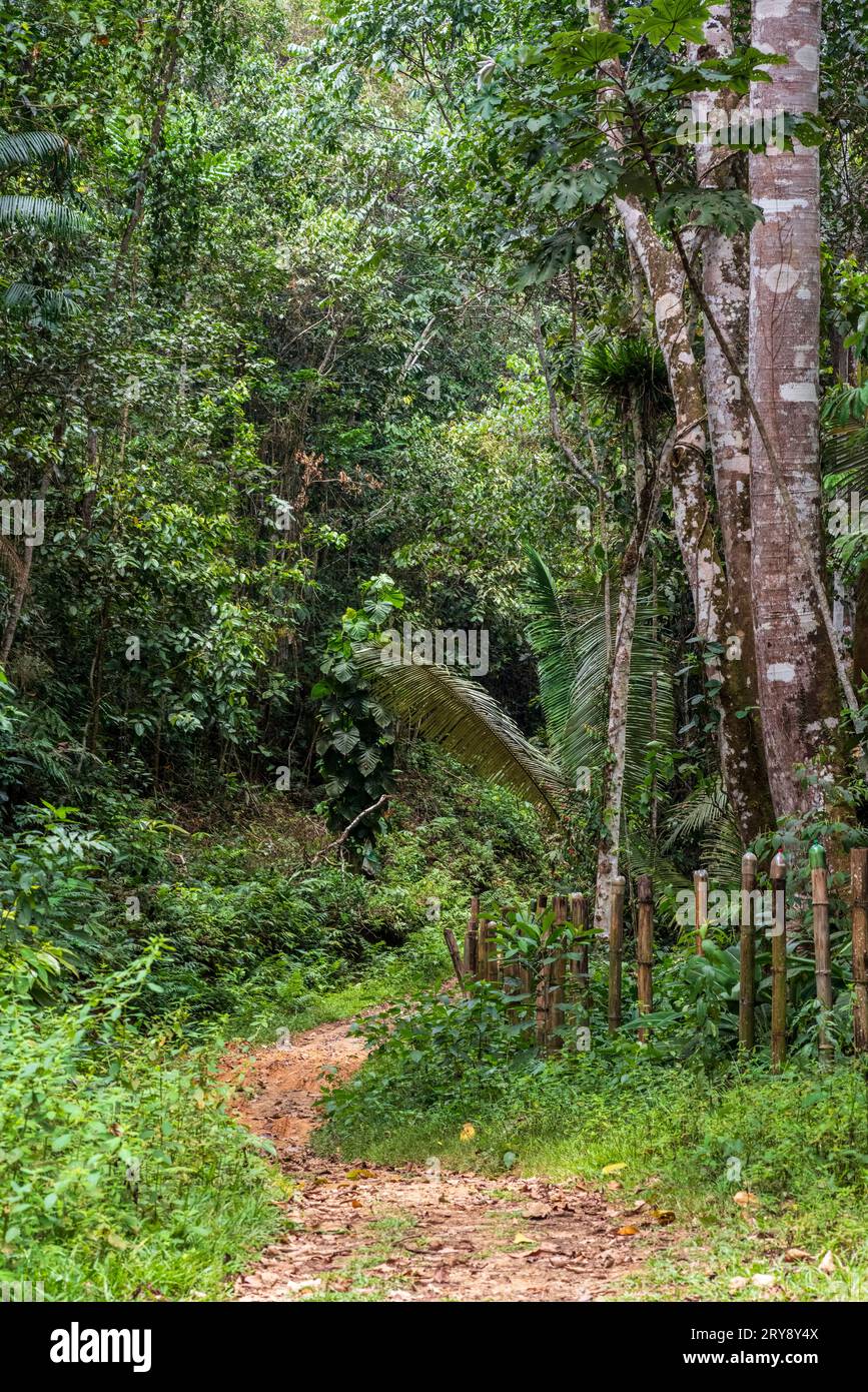 Forêt tropicale amazonienne dans le Tingo Maria, région de Huanuco, Perú. Banque D'Images