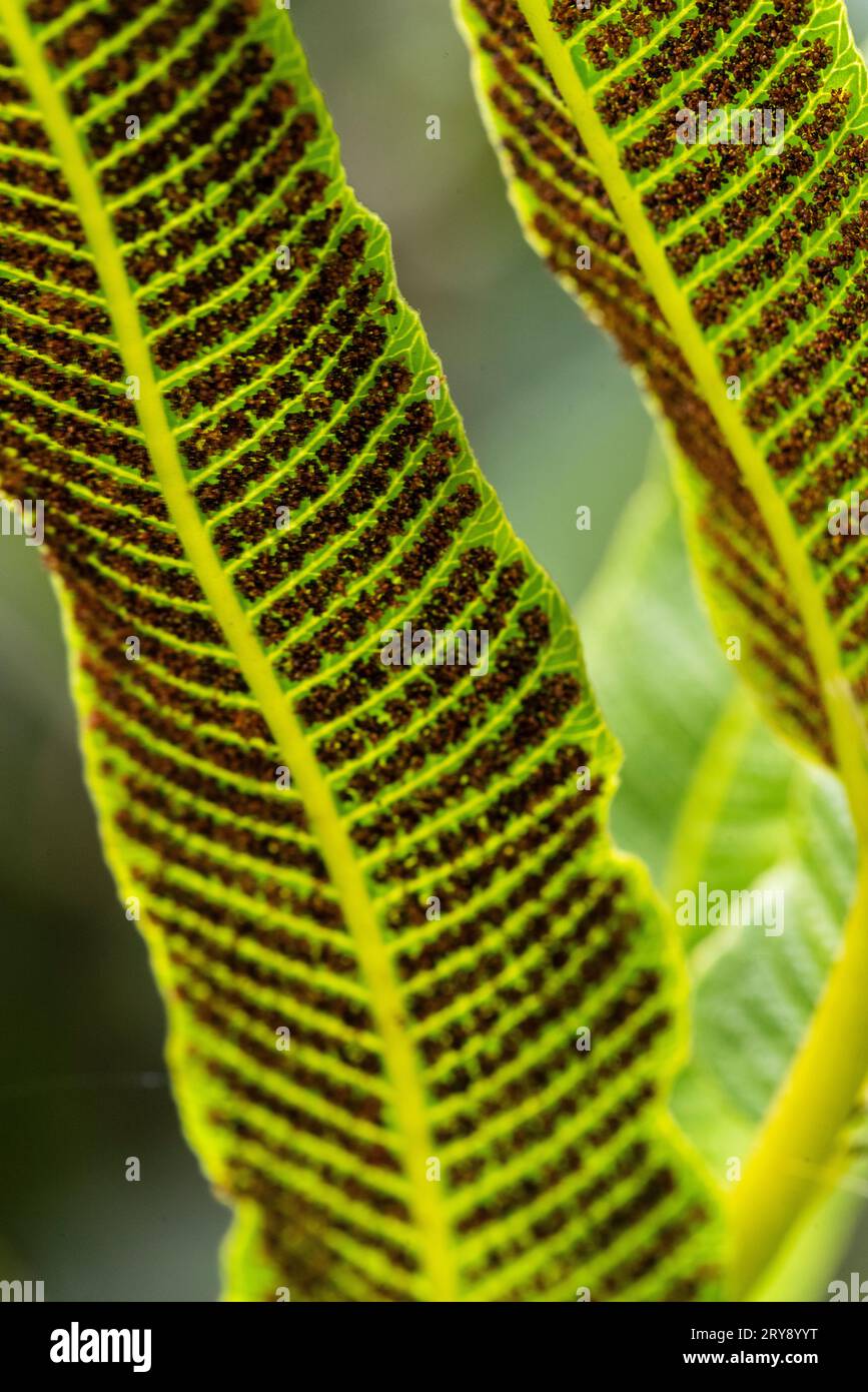 Fougère amazonienne dans la forêt tropicale, Tingo Maria, Perú. Banque D'Images