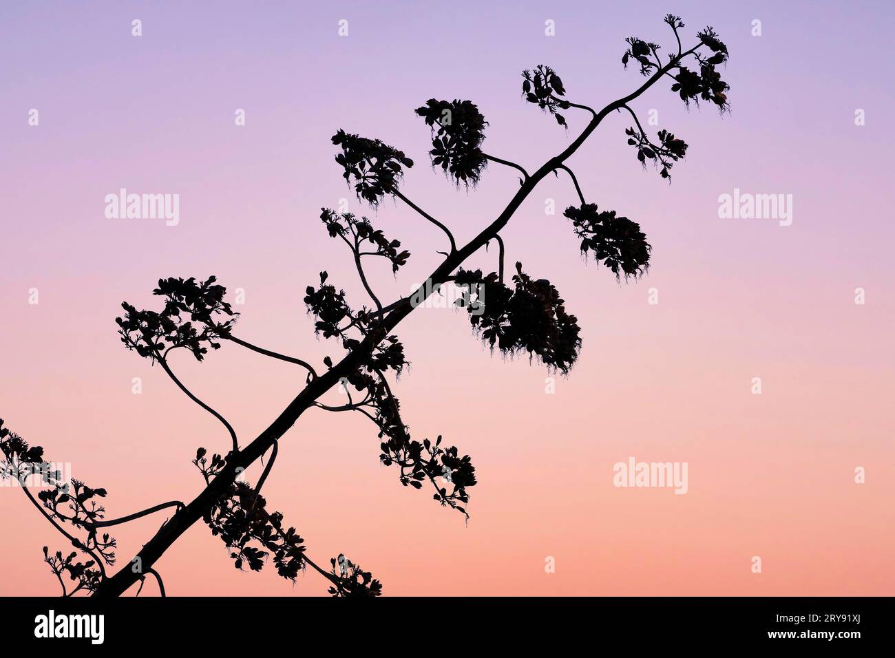 Tige fleurie d'agave, silhouette contre ciel nocturne, détail, parc naturel de Ria Formosa, Olhao, Olhao, Algarve, Portugal Banque D'Images
