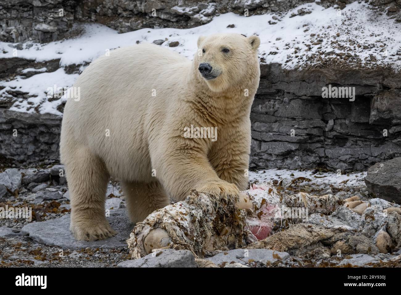 Ours polaire (Ursus maritimus) dévorant la carcasse d'un petit rorqual mort échoué sur la côte de Wahlbergoya, Svalbard, Svalbard, Norvège Banque D'Images