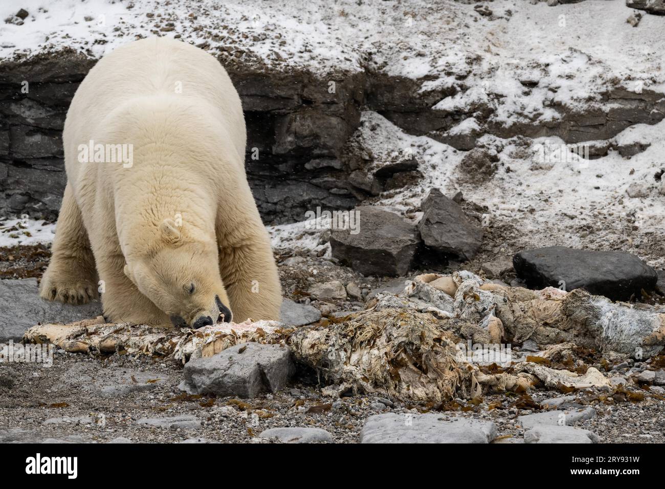 Ours polaire (Ursus maritimus) dévorant la carcasse d'un petit rorqual mort échoué sur la côte de Wahlbergoya, Svalbard, Svalbard, Norvège Banque D'Images