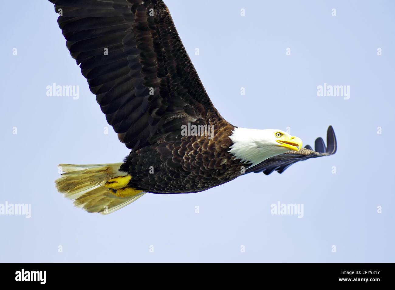 Aigle à tête blanche en vol, oiseau héraldique, fier, majestueux, Prince Rupert, Colombie-Britannique, Canada Banque D'Images