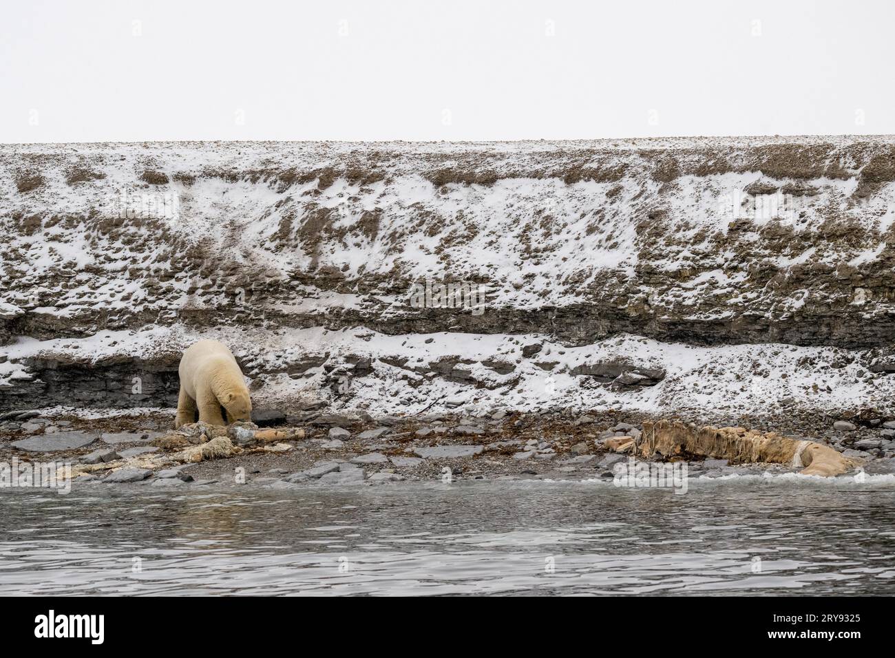 Ours polaire (Ursus maritimus) dévorant la carcasse d'un petit rorqual mort échoué sur la côte de Wahlbergoya, Svalbard, Svalbard, Norvège Banque D'Images